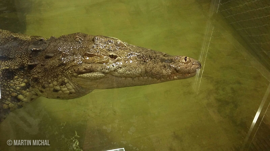Křest krokodýla filipínského